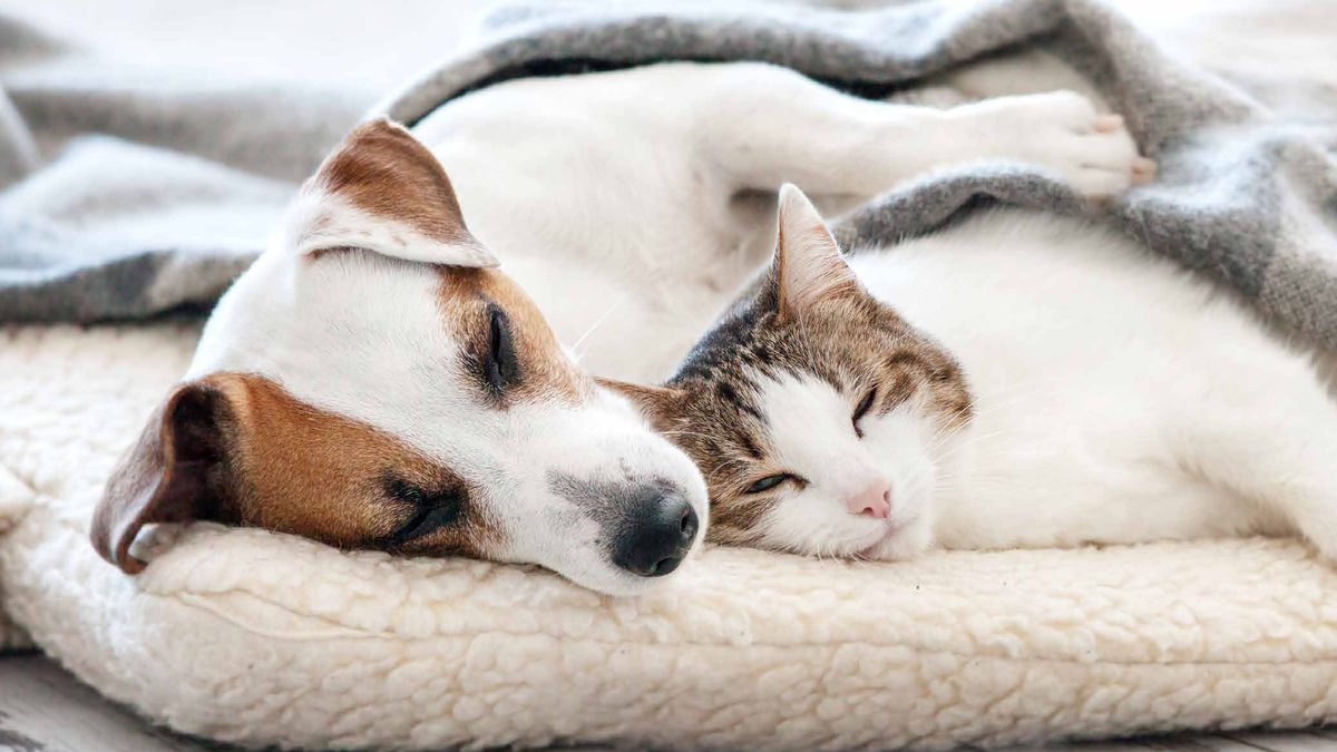 Battaniye üzerinde uyuyan köpek ve kedi